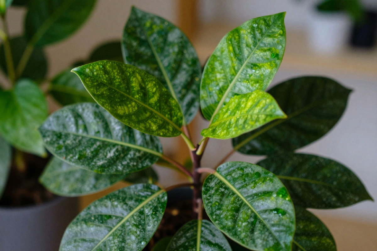 Crescita lenta della zamioculcas: il motivo dietro a questo strano comportamento che ti lascerà a bocca aperta