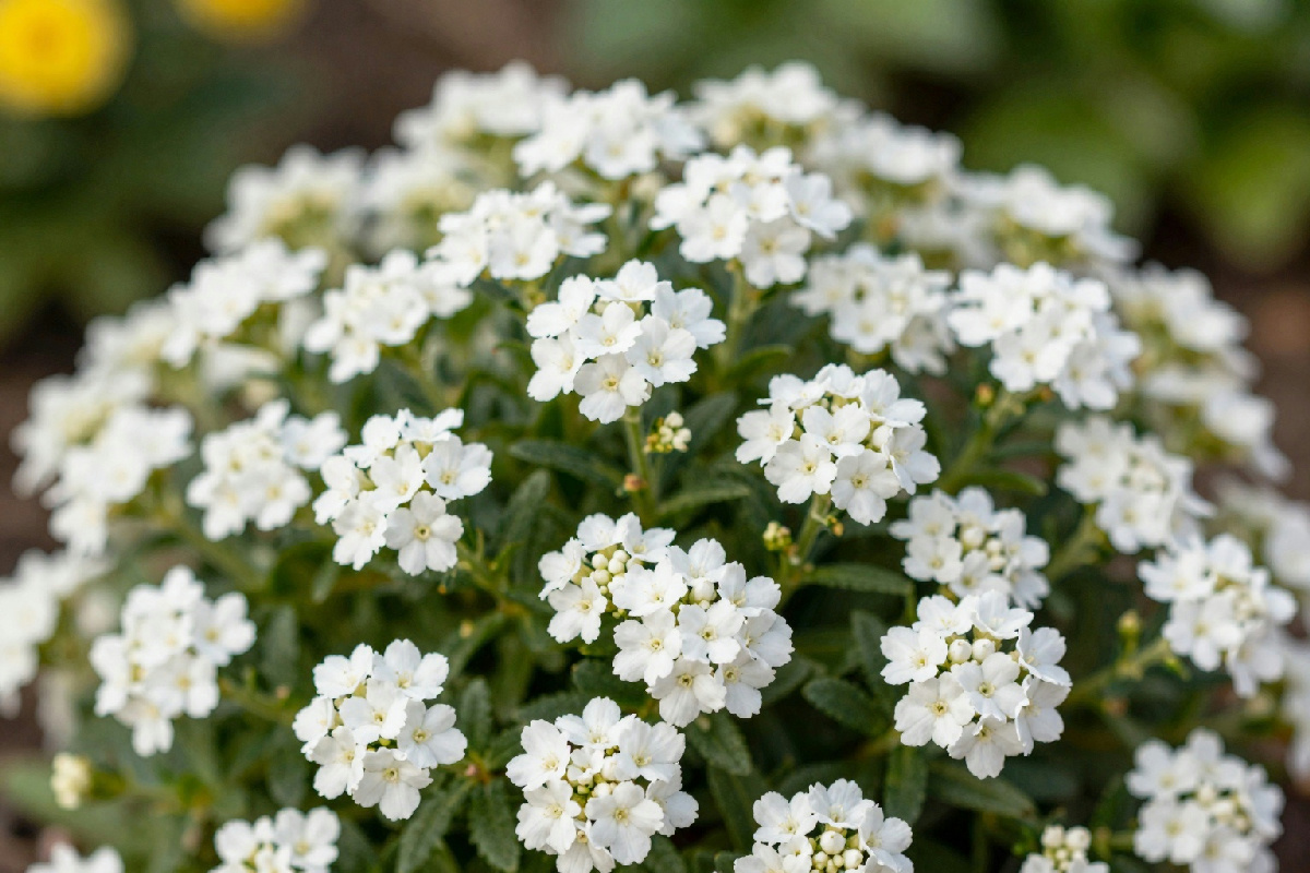 Iberis, la pianta che fiorisce in grappoli bianchi e resiste a ogni clima: la soluzione perfetta per il tuo spazio verde