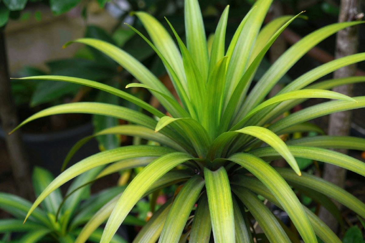 Non lasciare i tuoi senecio in forma stentata: segui questi suggerimenti per rami lunghi e rigogliosi