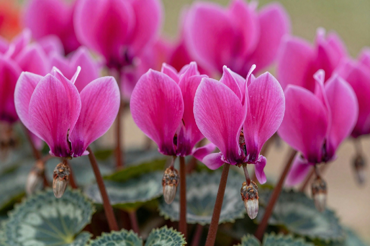 Raccogli le palline dal ciclamino: il momento ideale per una generazione di fiori straordinari