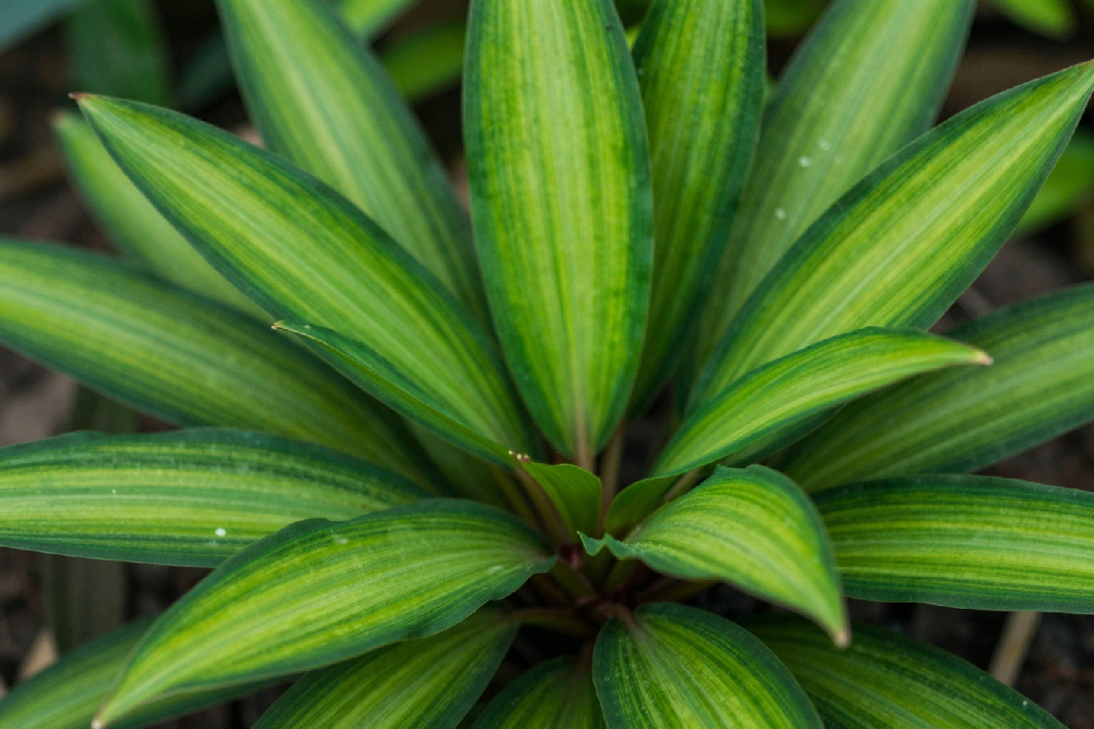 Rimediare alle foglie mangiucchiate della tradescantia: strategie per un giardino sano e rigoglioso