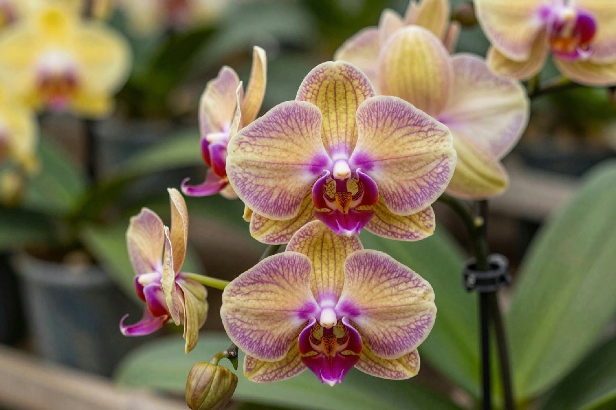 Tagliare il fusto dell'orchidea è necessario? Ecco come ottenere nuove fioriture senza sbagliare.