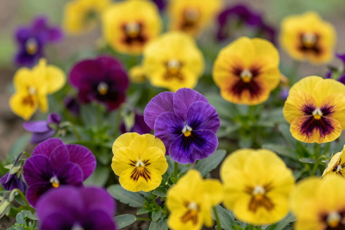 Viole del pensiero: una festa di colori che fiorisce ogni settimana nel tuo giardino