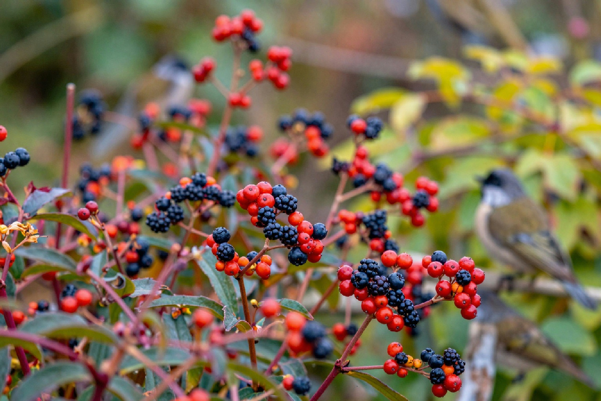 Giardino invernale: 6 piante con bacche colorate che ravvivano il paesaggio e attirano la fauna selvatica